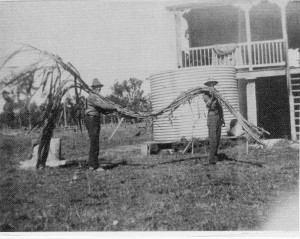 p2101_2, sugar cane grown on william barbours farm, lawnton