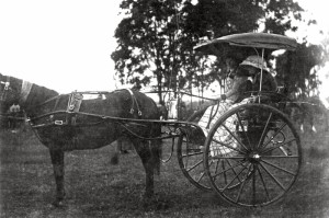 p2146_2, horse and sulky at lawnton